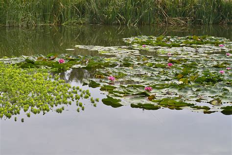 池塘圖片|超过 40000 张关于“池塘照片”和“池塘”的免费图片